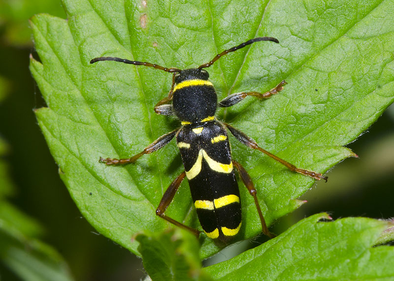 Cerambycidae: Clytus arietis